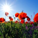 El papel del color de las flores en la proliferación vegetativa