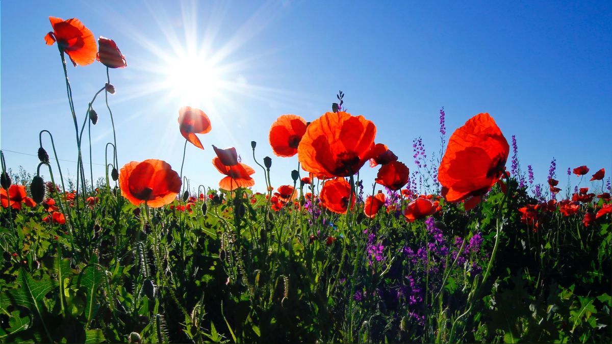 El papel del color de las flores en la proliferación vegetativa